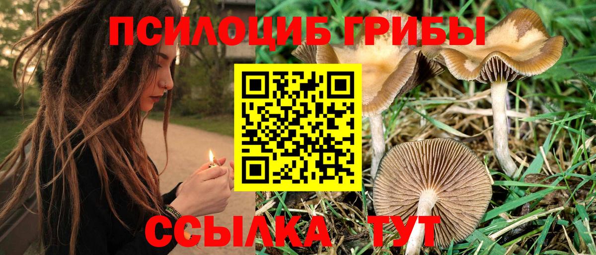 Псилоцибиновые грибы Cubensis Славгород